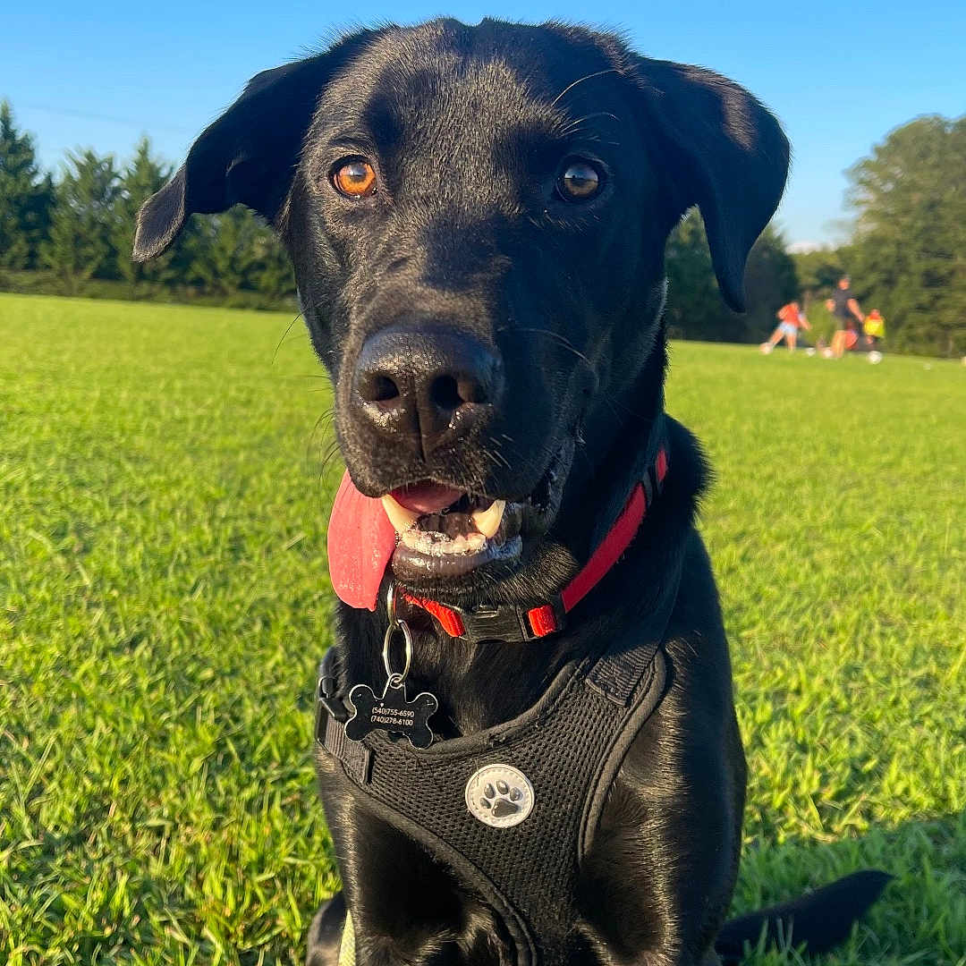 Diesel joined the competition — help win amazing prizes! animal, black_dog, blue_sky, canine, collar, daytime, dog, grass, greenery, happy, harness, leash, nature, outdoor, park, pet, playing_people, portrait, sunlight, tongue_out