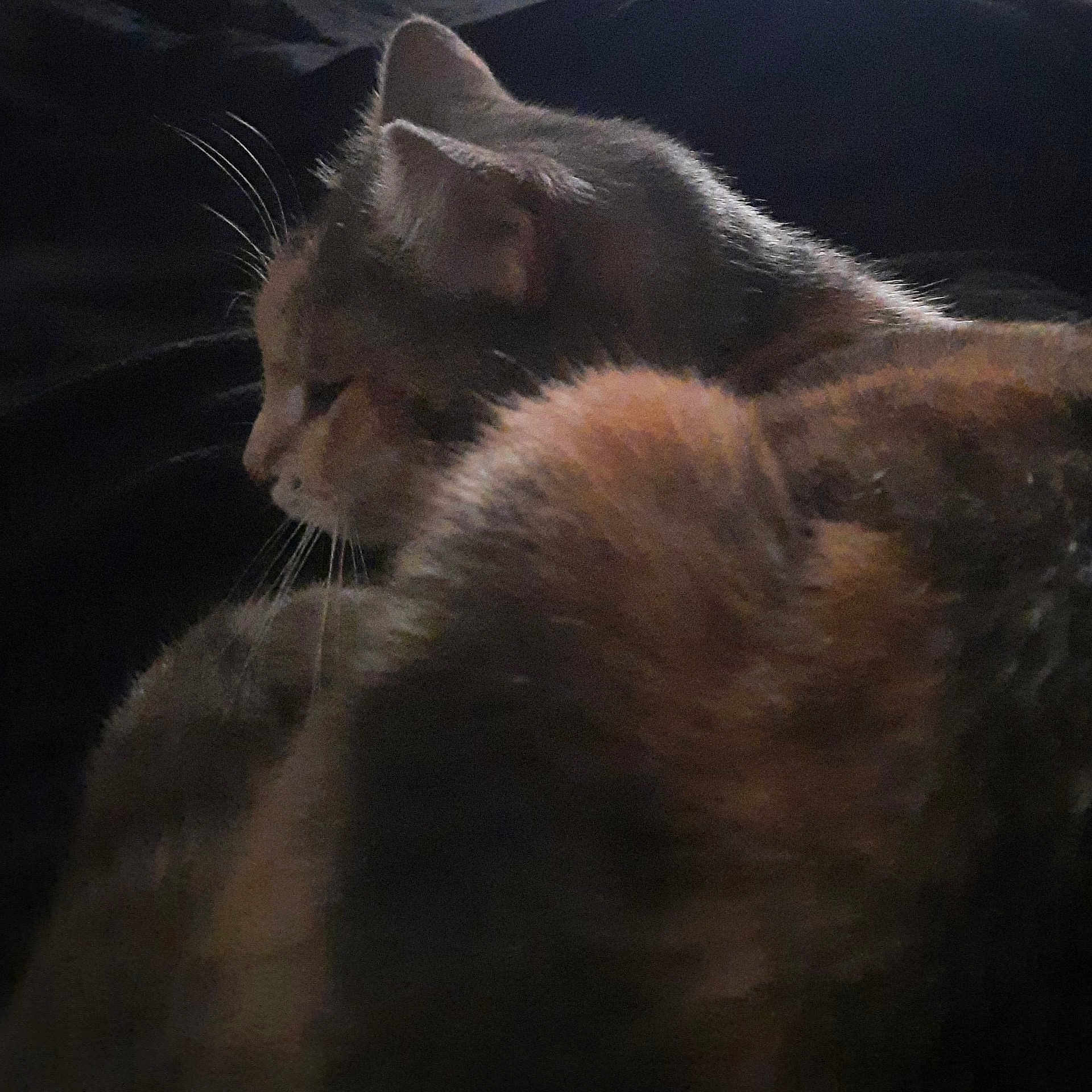 Tartine participe au concours pour gagner de l'argent avec cette photo : animal, cat, closeup, cozy, cute, dark, ears, feline, fur, indoor, mammal, pet, profile, quiet, resting, shadow, sleeping, soft, whiskers