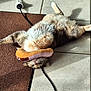 Tartine a rejoint le concours — aidez-le/la à gagner de superbes lots ! brown_rug, cable, cat, cute, domestic_animal, feline, fur, home, hot_dog, indoor, lying_down, paws, pet, playful, plush_toy, relaxed, shadow, sunlight, tile_floor, whiskers