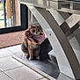 Tartine participe au concours pour gagner de l'argent avec cette photo : animal, brown_cat, calm, cat, curious, decor, donut_collar, feline, floor_mat, houseplant, indoor, metal_table, modern_furniture, natural_light, pet, quiet, sitting, tile_floor, white_paws, window