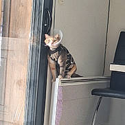 Tartine participe au concours pour gagner de l'argent avec cette photo : animal, camouflage, cat, chair, cone, cord, curious, door_handle, feline, floor_mat, glass_door, heater, house, indoor, light_switch, pet_clothing, reflection, tile_floor, wall, window