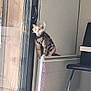 animal, camouflage, cat, chair, cone, cord, curious, door_handle, feline, floor_mat, glass_door, heater, house, indoor, light_switch, pet_clothing, reflection, tile_floor, wall, window