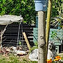 calm, cat, dog, fence, flowers, garden, grass, greenery, nature, orange_flowers, outdoor, peaceful, pet, plant_pot, relaxing, sitting_dog, sleeping_cat, sunlight, tree, wooden_post