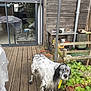 animal, daylight, dog, fence, fur, garden, glass_door, greenery, house, metal_poles, nature, outdoor, pet, plant, potted_plant, reflection, spotted_dog, wooden_deck, wooden_wall, yellow_tag