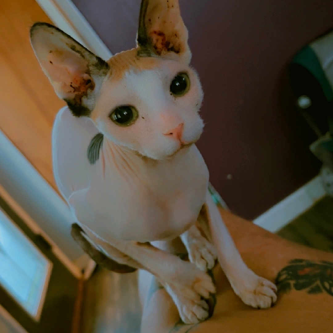Salem joined the competition — help win amazing prizes! animal, arm, cat, closeup, curious, door, ears, eyes, feline, floor, furniture, hairless_cat, home, indoor, looking, person, pet, skin, sphynx_cat, tattoo