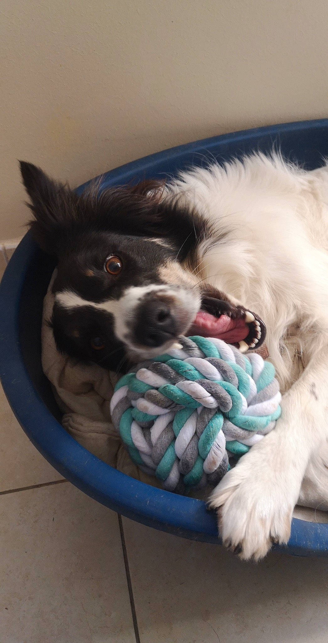 Oréo participe au concours pour gagner de l'argent avec cette photo : canidae, carnivore, collar, companion_dog, dog, dog_breed, dog_collar, dog_supply, fashion_accessory, fur, herding_dog, paw, puppy, rope, sporting_group, toy_dog, whiskers, woolen, working_animal, working_dog