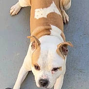 Stan participe au concours pour gagner de l'argent avec cette photo : dog, canine, pet, playing, paw, sneaker, concrete, floor, brown_and_white, animal, ears, face, looking_up, outdoor, friendly, cute, domestic_animal, mammal, companion, active
