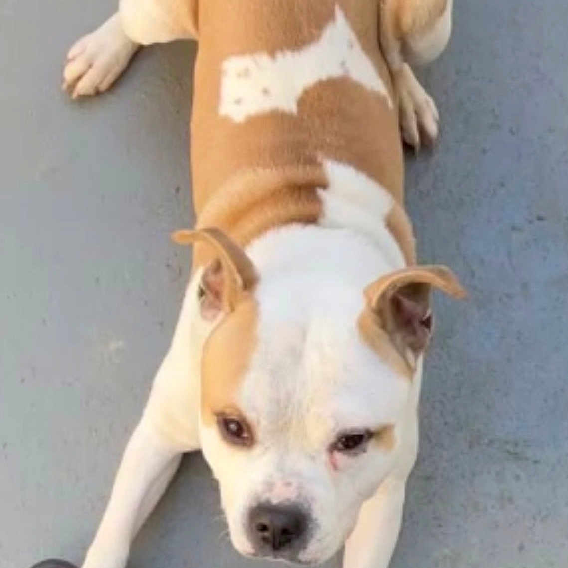Stan participe au concours pour gagner de l'argent avec cette photo : active, animal, brown_and_white, canine, companion, concrete, cute, dog, domestic_animal, ears, face, floor, friendly, looking_up, mammal, outdoor, paw, pet, playing, sneaker