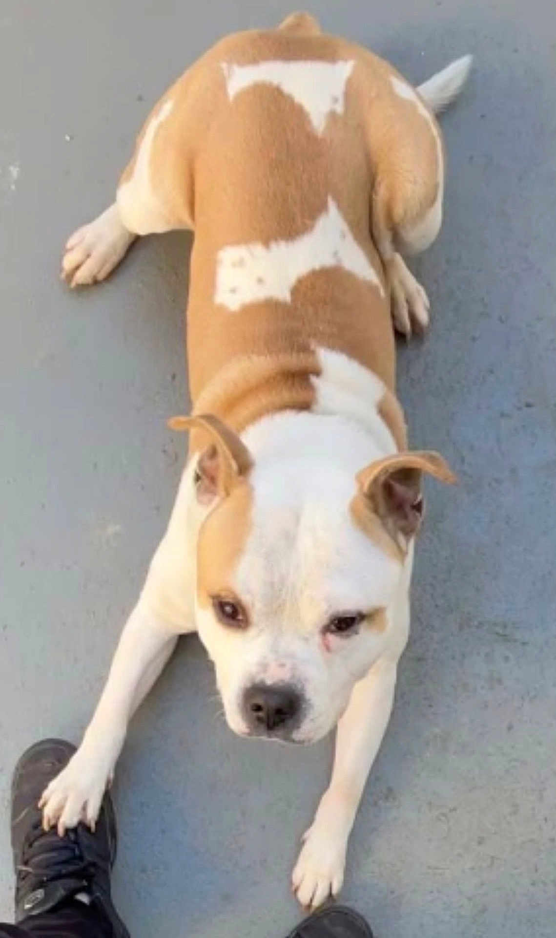 Stan participe au concours pour gagner de l'argent avec cette photo : dog, canine, pet, playing, paw, sneaker, concrete, floor, brown_and_white, animal, ears, face, looking_up, outdoor, friendly, cute, domestic_animal, mammal, companion, active