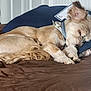 Champ joined the competition — help win amazing prizes! animal, bed, blue_pillow, brown_blanket, calm, collar, comfortable, cozy, cute, dog, domestic, fur, indoor, napping, pet, quiet, relaxed, resting, sleeping, small_dog