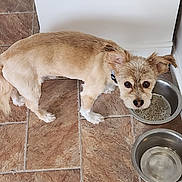 Champ joined the competition — help win amazing prizes! animal, collar, companion, cute, dog, domestic_animal, ears_up, expression, floor, food_bowl, fur, indoor, looking_up, mammal, pet, small_dog, tan, tile, waiting, water_bowl