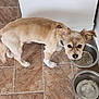 animal, collar, companion, cute, dog, domestic_animal, ears_up, expression, floor, food_bowl, fur, indoor, looking_up, mammal, pet, small_dog, tan, tile, waiting, water_bowl