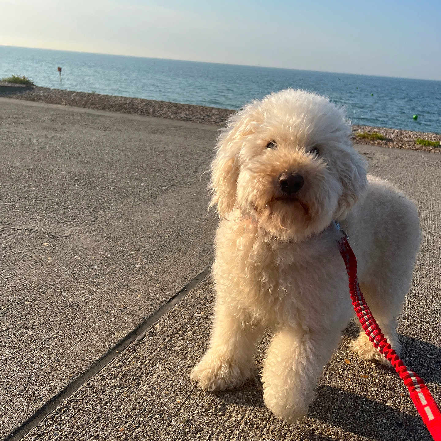 Rocky is registered to the contest to win money with this photo: animal, beach, calm, curly_fur, cute, daytime, dog, leash, nature, outdoor, pavement, pet, sea, shore, sky, summer, sunlight, walking, water, white_dog