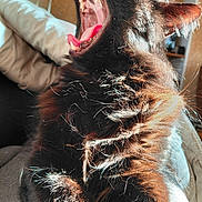 Hadès a rejoint le concours — aidez-le/la à gagner de superbes lots ! cat, black_cat, yawning, teeth, tongue, fur, sunlight, couch, pillow, indoor, close_up, pet, animal, whiskers, relaxing, cozy, feline, mouth_open, furry, household