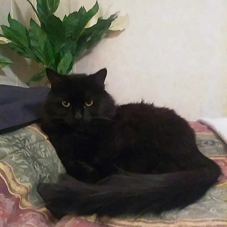 Bijou is registered to the contest to win money with this photo: animal, bed, black_cat, cat, cozy, domestic_cat, eyes, feline, fur, green_leaves, home, indoor, patterned_bedspread, pet, plant, quilt, relaxed, resting, tail, wall