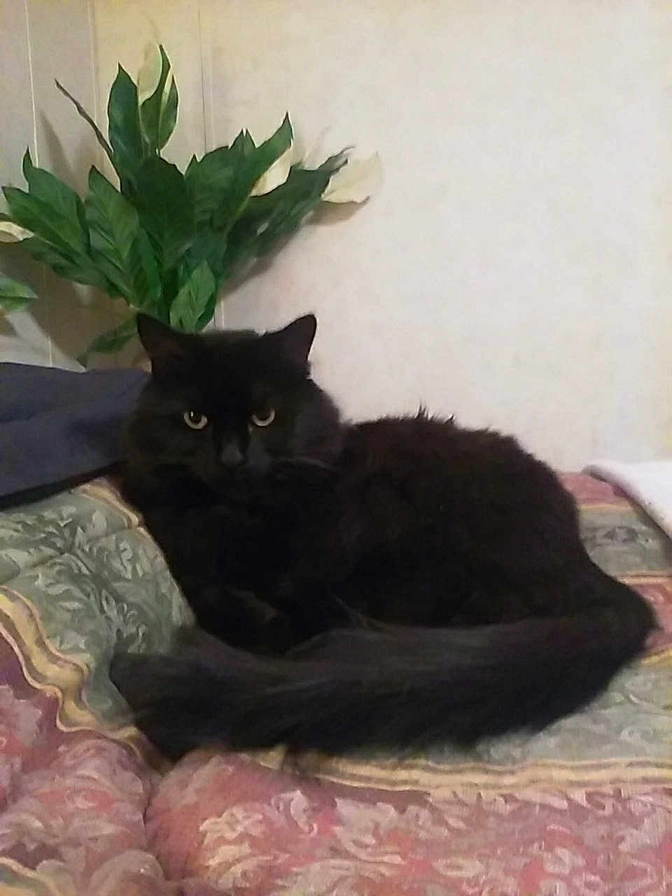 Bijou is registered to the contest to win money with this photo: black_cat, cat, indoor, quilt, patterned_bedspread, plant, green_leaves, feline, pet, animal, resting, cozy, fur, tail, eyes, domestic_cat, relaxed, home, wall, bed