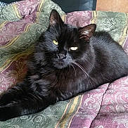 Bijou is registered to the contest to win money with this photo: black_cat, cat, pet, animal, feline, bedspread, quilt, patterned_fabric, indoor, resting, relaxed, fur, whiskers, ears, yellow_eyes, stretching, domestic_cat, cozy, closeup, portrait