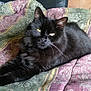 black_cat, cat, pet, animal, feline, bedspread, quilt, patterned_fabric, indoor, resting, relaxed, fur, whiskers, ears, yellow_eyes, stretching, domestic_cat, cozy, closeup, portrait
