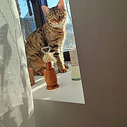 Automne participe au concours pour gagner de l'argent avec cette photo : animal, candle, cat, curious, curtain, daylight, feline, glass, household, indoor, pet, plant_stem, shadow, sitting, still_life, sunlight, tabby, window, windowsill, wooden_object