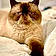 Oliver
