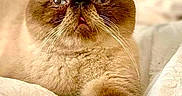 Oliver is registered to the contest to win money with this photo: animal, bed, blanket, brown, cat, closeup, cute, expression, face, feline, fluffy, fur, indoor, paw, pet, portrait, relaxed, resting, sleepy, whiskers