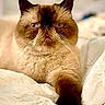 Oliver is registered to the contest to win money with this photo: cat, fluffy, brown, pet, animal, feline, whiskers, paw, bed, blanket, resting, cute, indoor, fur, expression, closeup, face, relaxed, portrait, sleepy