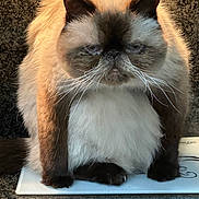 Oliver is registered to the contest to win money with this photo: cat, fluffy, persian_cat, himalayan_cat, feline, pet, indoor, sitting, whiskers, fur, dark_background, close_up, animal, cute, portrait, domestic_cat, mammal, face, ears, paws
