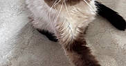 Oliver is registered to the contest to win money with this photo: cat, fluffy, stretching, tile_floor, whiskers, dark_ears, dark_paws, curious, indoor, pet, feline, white_cable, close_up, floor, animal, domestic, cute, fur, paw, looking_up