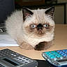 Oliver joined the competition — help win amazing prizes! kitten, cat, blue_eyes, fluffy, desk, calculator, paper, brown_fur, white_fur, indoor, pet, animal, cute, small, sitting, office, table, close_up, focused, domestic_cat