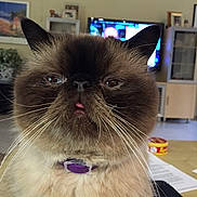 Oliver is registered to the contest to win money with this photo: blurred_background, brown_fur, cat, close_up, cute, dark_face, domestic_animal, feline, fluffy, furniture, household, indoor, living_room, pet, portrait, purple_collar, relaxed, television, tongue_out, whiskers