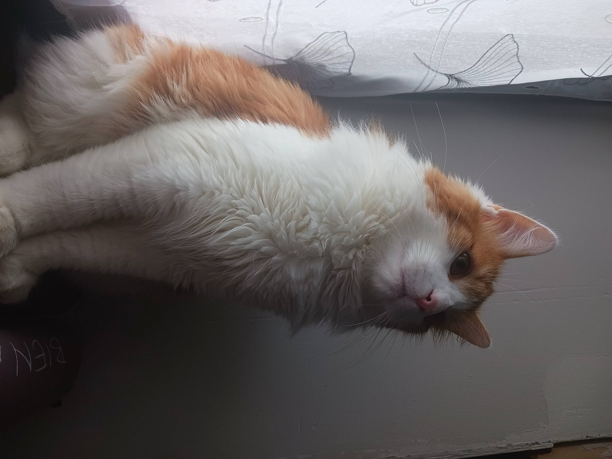 Garfield a rejoint le concours — aidez-le/la à gagner de superbes lots ! carnivore, cat, claw, comfort, domestic_short_haired_cat, felidae, fur, paw, small_to_medium_sized_cats, tail, whiskers, window