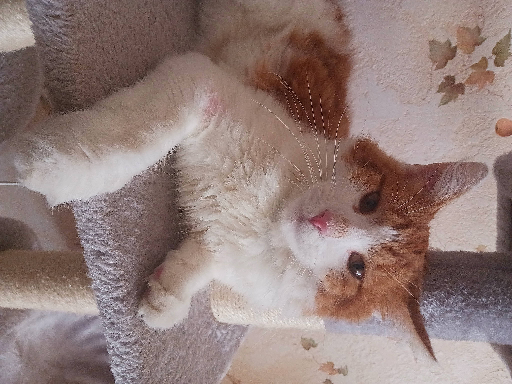 Garfield a rejoint le concours — aidez-le/la à gagner de superbes lots ! carnivore, cat, claw, comfort, domestic_short_haired_cat, ear, fawn, felidae, flooring, foot, fur, paw, small_to_medium_sized_cats, tail, whiskers, wood