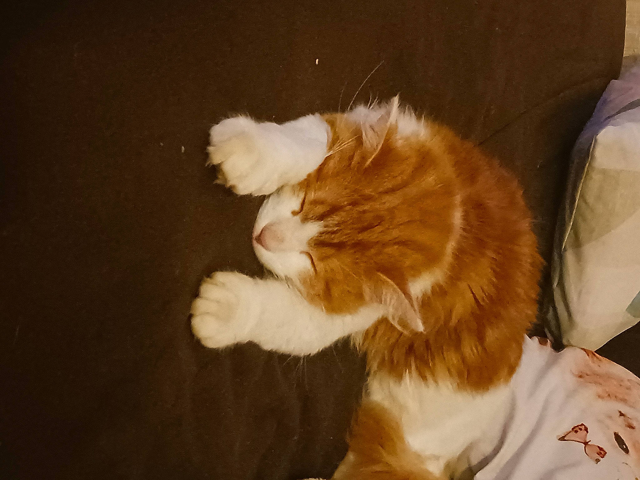 Garfield participe au concours pour gagner de l'argent avec cette photo : brown, canidae, carnivore, cat, claw, comfort, companion_dog, dog_breed, domestic_short_haired_cat, ear, fawn, felidae, fur, paw, plastic_bag, small_to_medium_sized_cats, snout, sporting_group, tail, whiskers