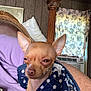 dog, small_dog, blanket, polka_dot, indoor, curtain, wood_paneling, pillow, air_conditioner, furniture, bed, sleepy, unimpressed, close_up, pet, animal, wrapped, brown_dog, ears, face