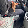 chihuahua, dog, pet, small_dog, car_interior, person, lap, blanket, seat, steering_wheel, dashboard, clothing, black_jacket, pants, window, floor_mat, seatbelt, keychain, curious, indoor