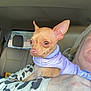 dog, chihuahua, small_dog, pet, puppy, clothing, purple_jacket, person, hand, ring, car_interior, car_seat, window, animal, mammal, alert, cute, holding, indoor, seat