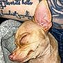 dog, sleeping, tan, close_up, pet, blanket, tattoo, arm, fur, paw, nose, ear, resting, indoor, cozy, cute, animal, small_dog, relaxing, portrait