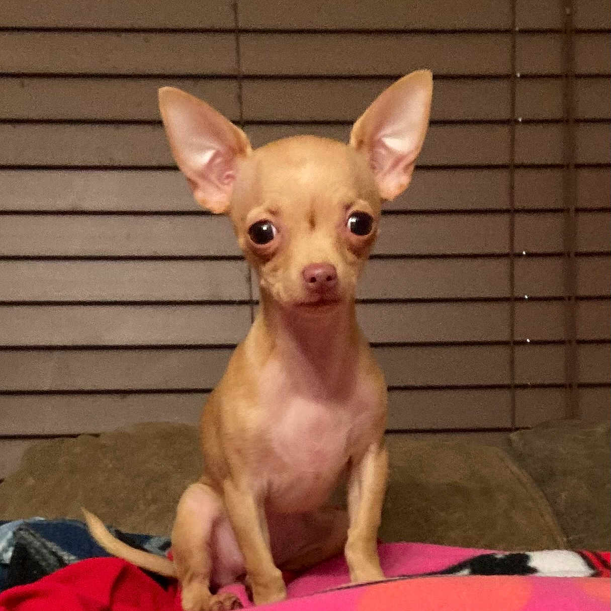 Sassy is registered to the contest to win money with this photo: animal, blanket, brown, chihuahua, couch, cute, dog, ears, eyes, face, fur, home, indoor, looking, nose, pet, sitting, small_dog, tail, window_blinds