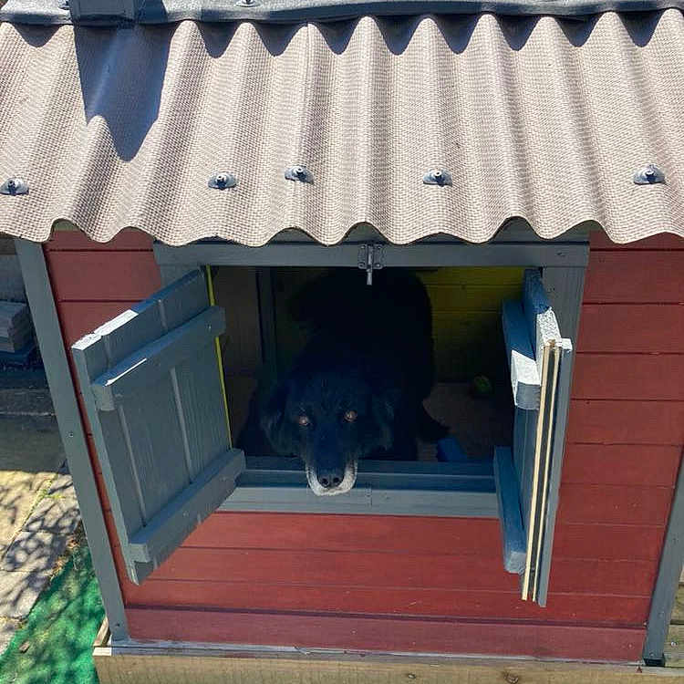 Jenco participe au concours pour gagner de l'argent avec cette photo : animal, blue_paint, canine, cozy, curious, daytime, dog, doghouse, garden, greenery, outdoor, pavement, pet, pet_house, red_paint, shadow, shutters, sunlight, window, wooden_structure