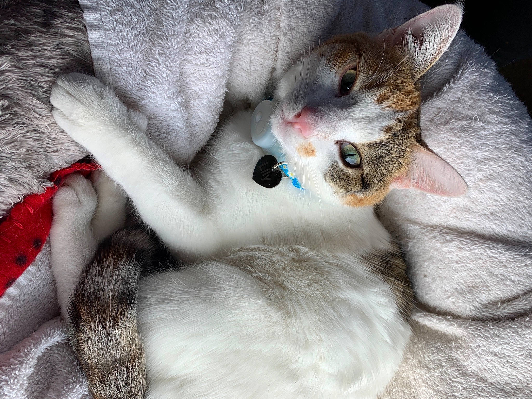 Lily joined the competition — help win amazing prizes! carnivore, cat, claw, comfort, domestic_short_haired_cat, fang, felidae, fur, grey, paw, small_to_medium_sized_cats, snout, tail, whiskers