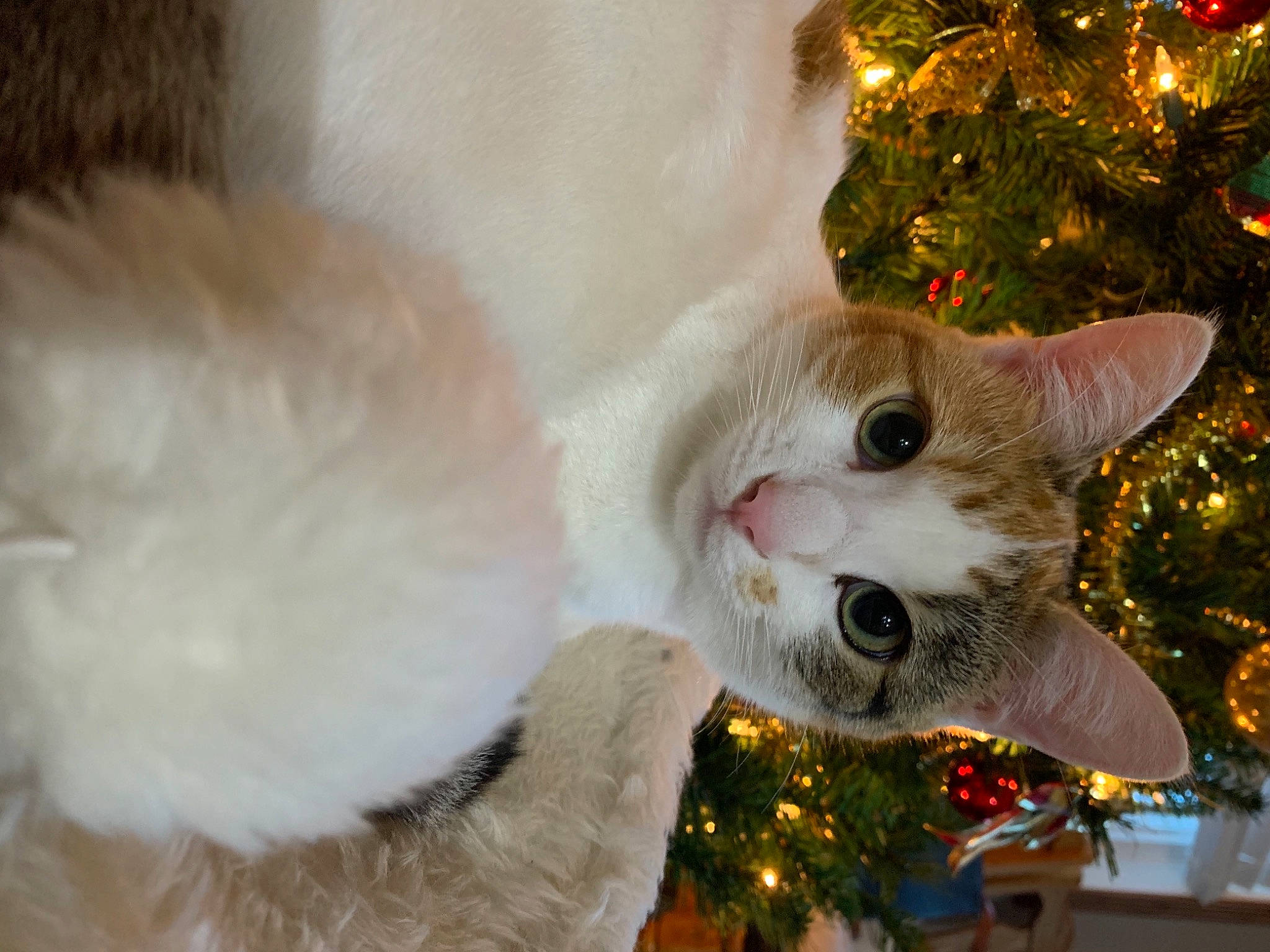Lily is registered to the contest to win money with this photo: carnivore, cat, christmas, christmas_decoration, christmas_eve, christmas_ornament, christmas_tree, collar, domestic_short_haired_cat, event, fawn, felidae, fur, holiday, holiday_ornament, light, ornament, small_to_medium_sized_cats, tail, whiskers
