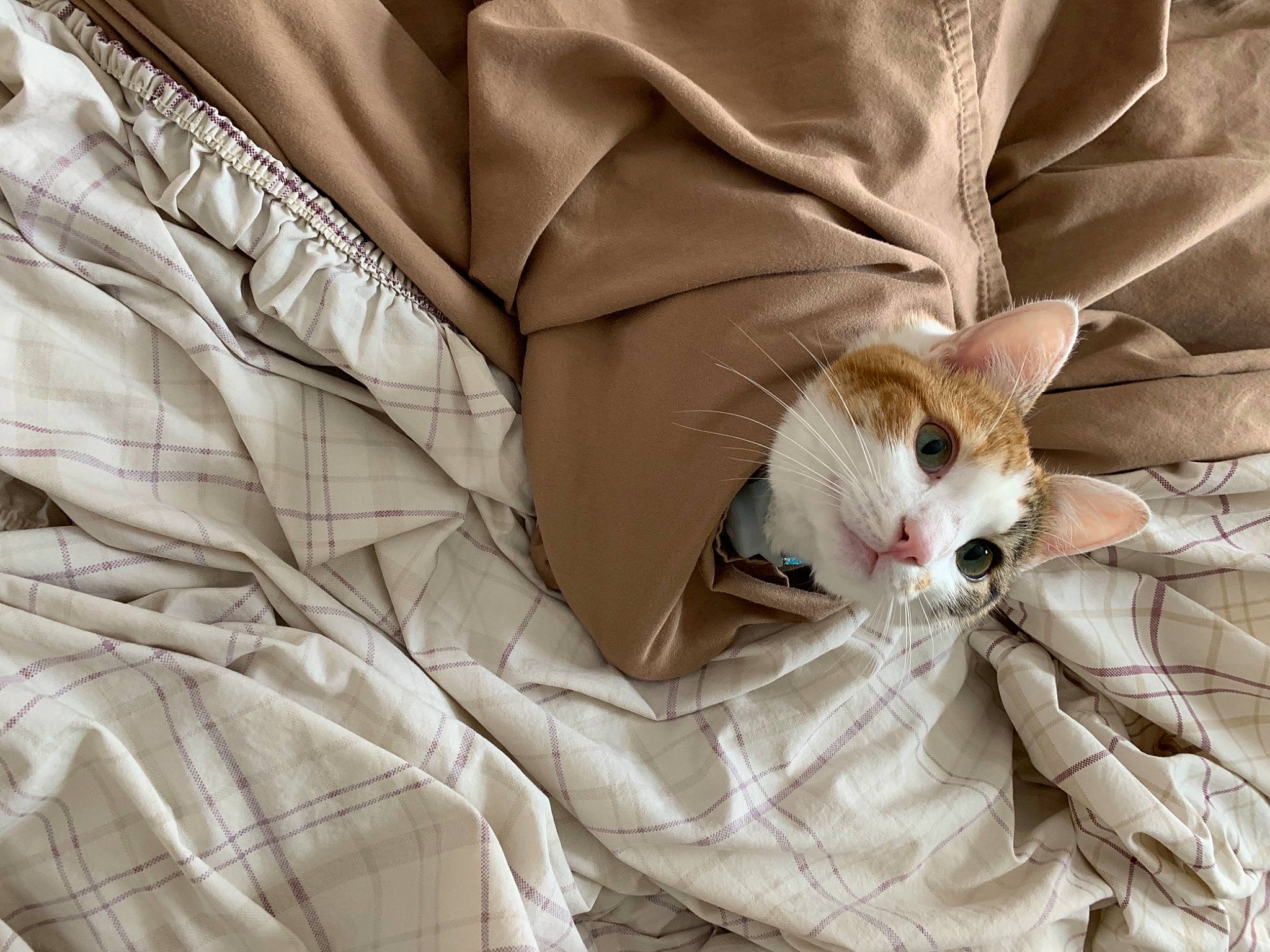 Lily is registered to the contest to win money with this photo: bed_sheet, bedding, carnivore, cat, collar, comfort, domestic_short_haired_cat, dress_shirt, fawn, felidae, fur, grey, linens, pattern, room, sleeve, small_to_medium_sized_cats, tail, textile, whiskers