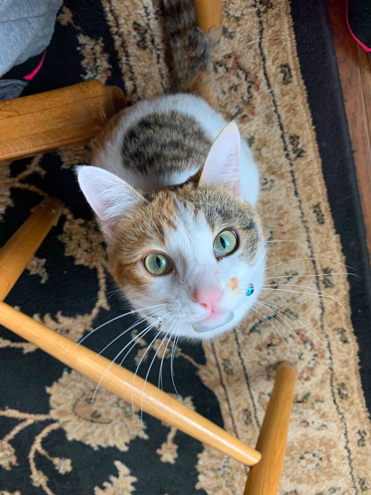 Lily joined the competition — help win amazing prizes! basket, carnivore, cat, claw, domestic_short_haired_cat, fawn, felidae, fur, hardwood, paw, photo_caption, small_to_medium_sized_cats, tail, terrestrial_animal, thread, whiskers, wood