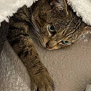Simba a rejoint le concours — aidez-le/la à gagner de superbes lots ! animal, blanket, cat, cozy, curious, cute, feline, fur, green_eyes, indoor, paw, pet, relaxed, resting, sleepy, snuggled, soft_texture, tabby, warm, whiskers