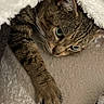 animal, blanket, cat, cozy, curious, cute, feline, fur, green_eyes, indoor, paw, pet, relaxed, resting, sleepy, snuggled, soft_texture, tabby, warm, whiskers