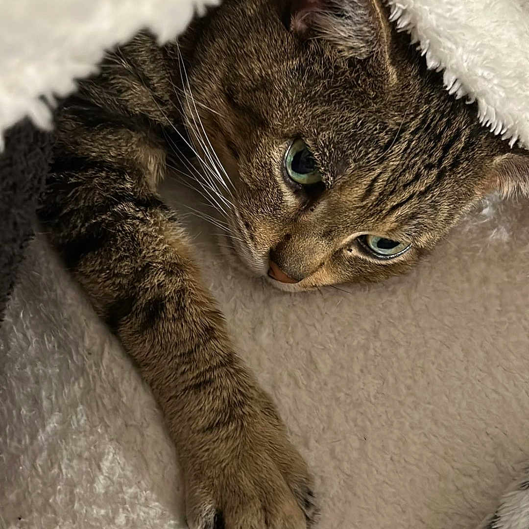 Simba
