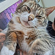 Kiko is registered to the contest to win money with this photo: cat, tabby, pet, animal, feline, whiskers, ears, fur, paw, tattoo, arm, person, indoor, home, portrait, relaxed, closeup, comfort, resting, cute