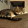 cat, tabby, sleeping, couch, living_room, furniture, tail, indoor, pet, resting, cozy, home, wall_art, relaxation, animal, fur, whiskers, paw, comfort, domestic