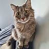 Shyla joined the competition — help win amazing prizes! animal, cat, close_up, couch, curious, cute, domestic, ears, feline, fluffy, fur, indoor, looking, nose, pet, portrait, sitting, tail, whiskers, wide_eyes