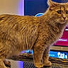 Shyla joined the competition — help win amazing prizes! alert, animal, background, brown_cat, cat, curious, domestic_cat, ears, feline, fur, glass_table, home, indoor, living_room, pet, screen, tail, technology, television, whiskers